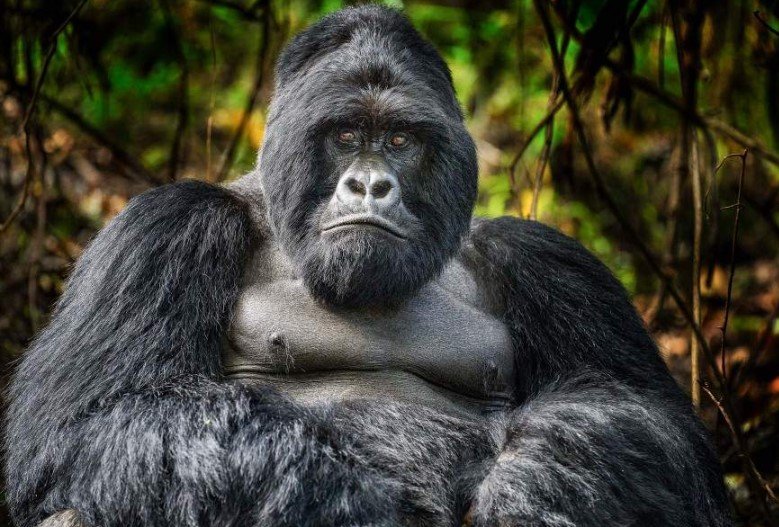 Uganda Gorilla Expedition